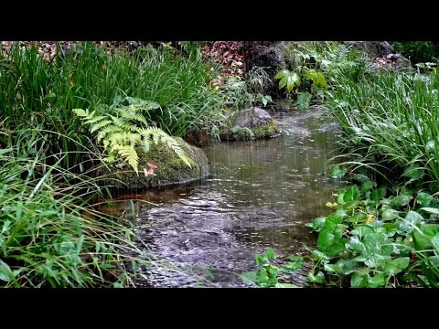 Calm Rain Sounds in a Beautiful Stream in Nature. Best White Noise ASMR for Comfortable Relaxation