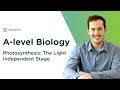 Calvin Cycle and Photosynthesis Concepts