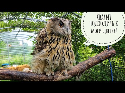 Кто прогрыз дверь у совы Ёлки? Кошка Морошка ловит рыбов! Пёс Кубик дождался Артёма