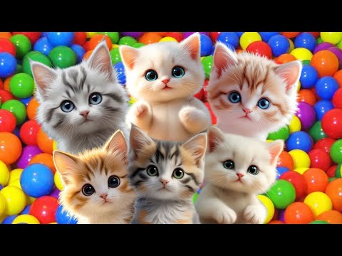 ANAK KUCING MEONG MEONG | Lagu Anak Anak | Lagu Anak Indonesia Populer Si Meong Kucing Lucu
