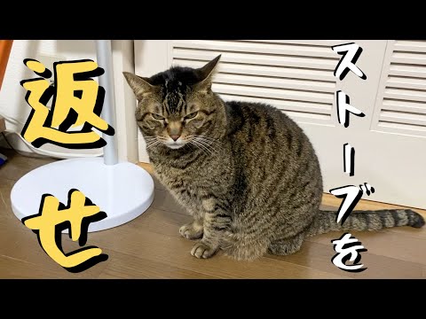 飼い主のことをストーブ泥棒だと勘違いしている凶暴猫