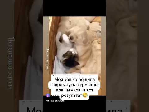 Неожиданный поворот🤣