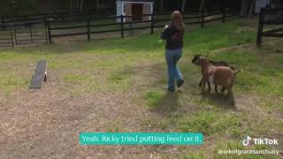 The Goats of Ark of Grace Sanctuary!