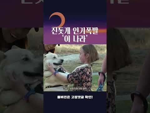 진돗개가 인기 폭발하는 나라!? #shorts