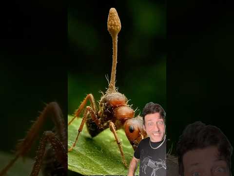 The Zombie Ant Fungus is SCARY