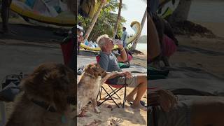 Who Is That Dog? 😲