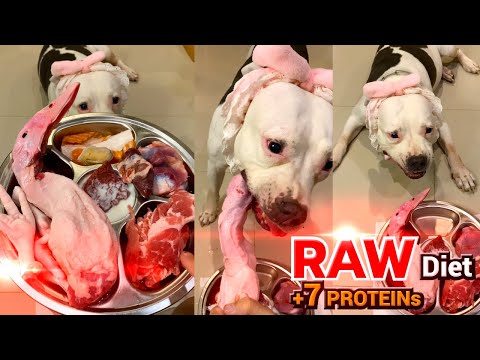 🐄🐶nomyen The Pit Bulls eats  🐷🐟🐚🐂🦆🐓🐐RAW 7 PROTEIN COMBO [ASMR] MUKBANG 犬が生の肉を食べる[咀嚼音] EP.45 of 2025
