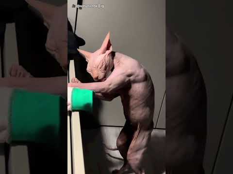 do you know why some animals become really muscular