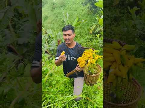 মিষ্টি আনারস