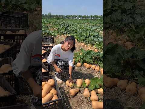 Pumpkin harvesting from farmers and cutting skills so fresh with rural farming life #2024 #pumpkin