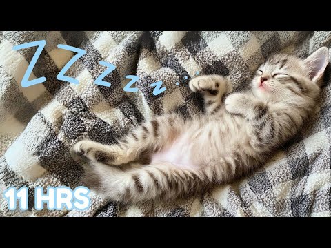 Healing Cat Music - Stress and Anxiety Relief Just for Cats 🐱❤️