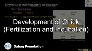 Development of Chick (Fertilization and Incubation)