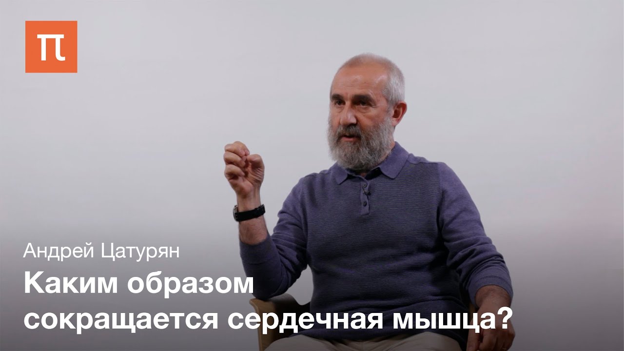 Биомеханика сердечной мышцы Андрей Цатурян