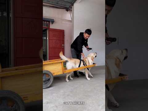 Dog Do Drive Chauffer🥵🤯~New Viral Gadgets,Smart Appliances, Kitchen Utensils/Home Inventions #shorts