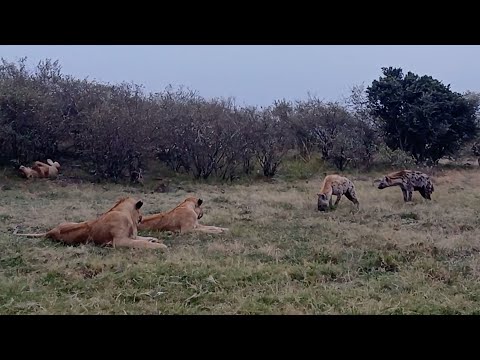 Lion scares hyena that got too close