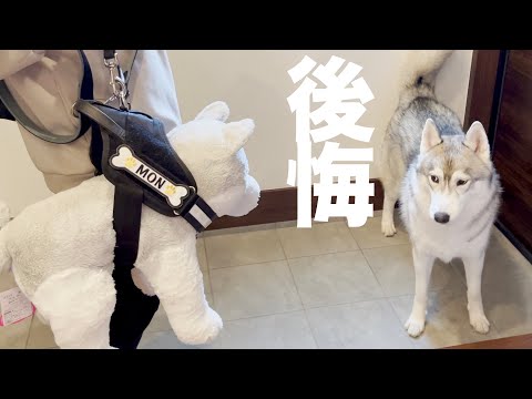 ハーネスを嫌がってぬいぐるみに奪われた愛犬がこちら・・・笑