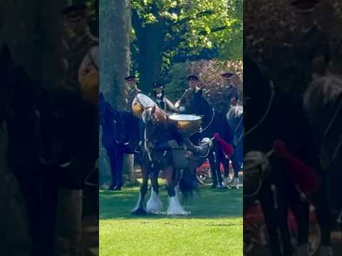 MASSIVE HORSE THROWS RIDER 😱