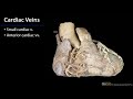 Cardiac Veins and Their Functions