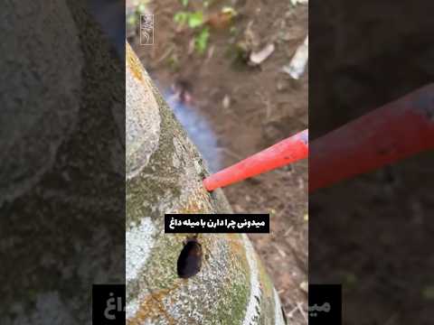 میدونی چرا دارن تنه درختو سوراخ میکنن؟؟ 🌳🤯
