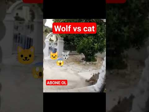 wolf vs Cat #belgesel #hayvanlar #wolf