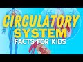 Exploring the Circulatory System and Heart Function
