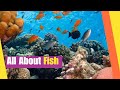Understanding Fish and Their Habitats