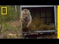Siberian Tiger Release Challenges