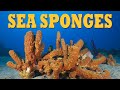 Sponges: Biology and Historical Uses