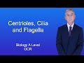 Cilia, Flagella, and Centrioles