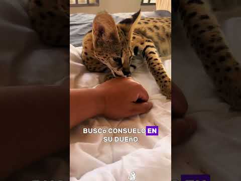 The cat betrayed by the caracal#animals #Friendship #Us#cat