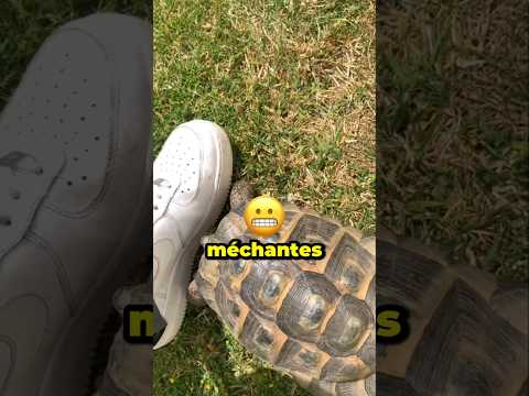 Pourquoi les tortues n’aiment pas les noirs? 😨