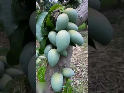 New technique of growing mango plant #mango #mango_grafting #farming #viral #shorts