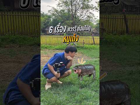 หมูเด้ง ตัวตึง ตัวเด้ง