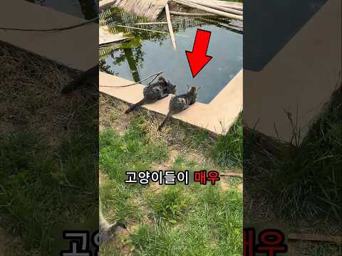고양이를 위한 작은 천국❗️🤍