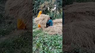#shortvideo #comedy #shorts #Suman Bhauji