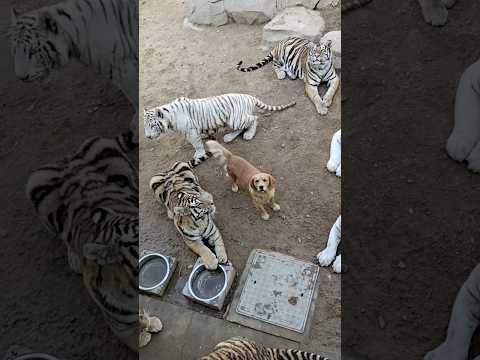 The dog mom who raised a tiger #love #animals #shorts #usa
