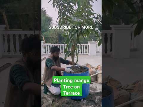 Part 1:Terrace gardening mango 🥭 plant 🌳#homegardening #trending #plants #garden #mango