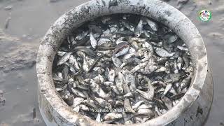 পুঁটি মাছ ধরলাম|পুঁটি মাছ ধরার ভিডিও