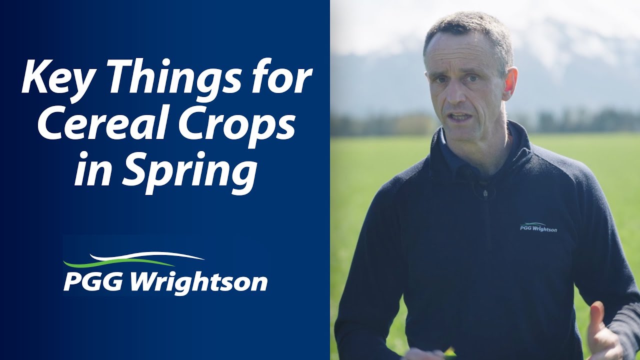 Key things for cereal crops in spring 