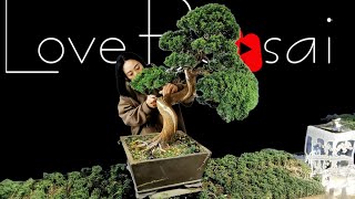 Why Does Bonsai Teach Us How to Slow Down?