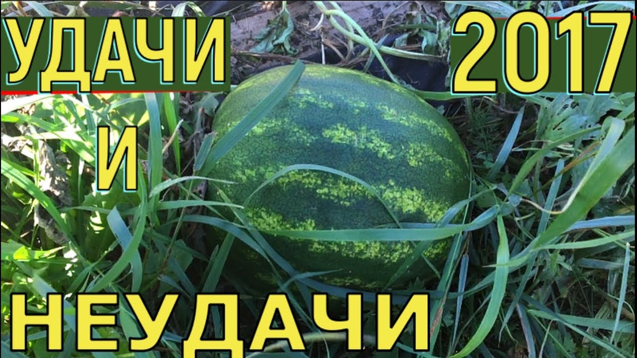 Удачи и неудачи холодного лета 2017 года урожай в подмосковье