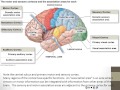 Neurophysiology Concepts and Mechanisms