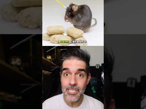 RATOS SEM CÉREBRO E O CONTROLE DA FOME