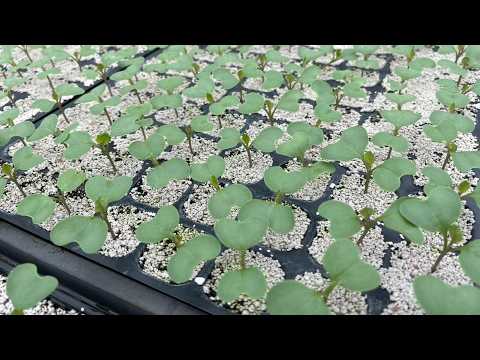 キャベツの種まき苗作りでコレ知らないと失敗します！秋冬どりキャベツ栽培【2025最新版】25/7/14