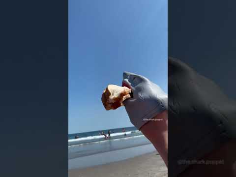 SHARK PUPPET GETS ATTACKED BY SEAGULL