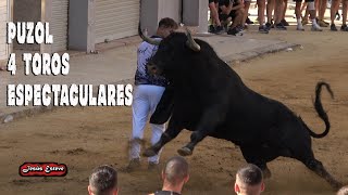 PUZOL 4 TOROS GERARDO ORTEGA