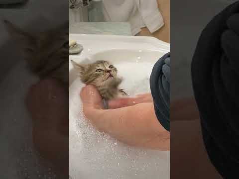 Rescuing kittens from a Brooklyn basement