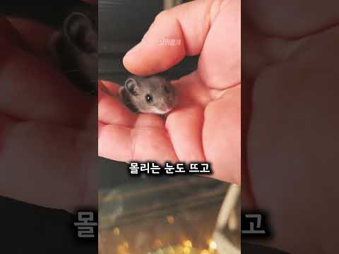 작은 생명체를 집으로 데려온 아저씨?