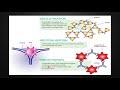 Immune Response Mechanisms and Functions
