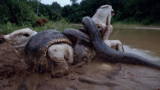 Giants of the Wetlands: The Rise of Massive Snakes